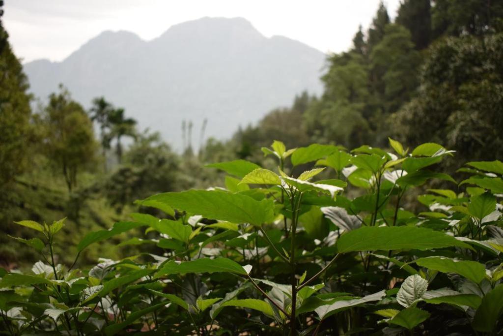 Forest Edge Hotel Ginigathena Ngoại thất bức ảnh